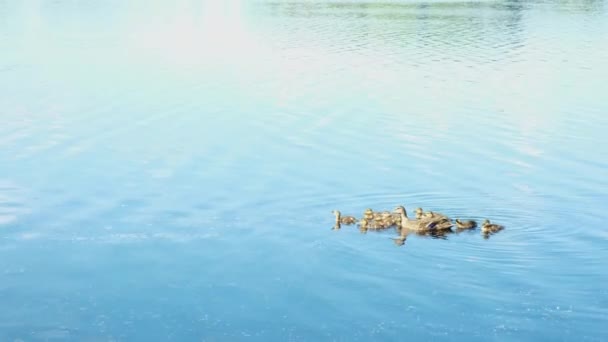 Selvaggio madre anatra con carino neonato anatroccoli nuoto in acqua — Video Stock