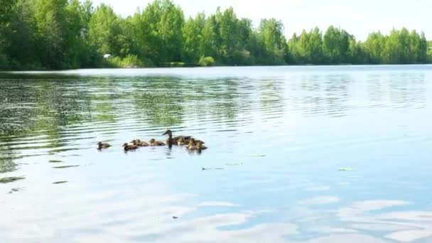 Dzika matka kaczka z słodkie noworodki kaczątka pływanie w wodzie — Wideo stockowe