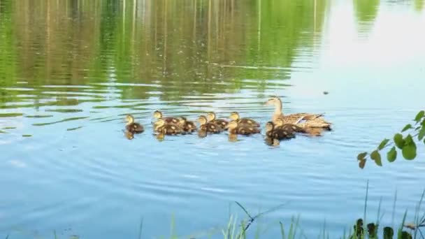 Dzika matka kaczka z słodkie noworodki kaczątka pływanie w wodzie — Wideo stockowe