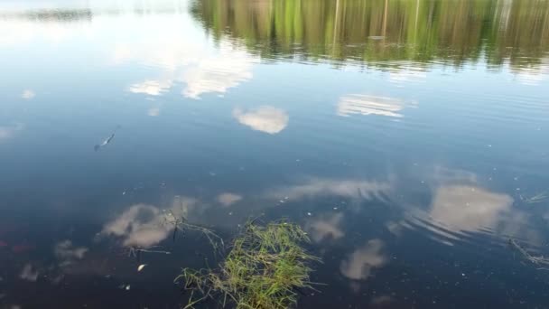 Superficie del lago con riflesso di nuvole e uccelli volanti — Video Stock