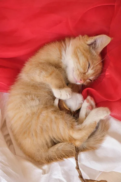 Cute Ginger Kitten Lies Red Airy Fabric Sleeping Kitten Copy — Stock Photo, Image