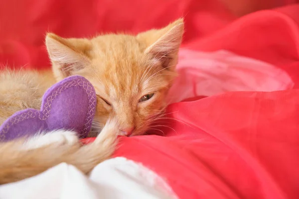 Heart Made Felt Cute Ginger Kitten Lies Red Airy Fabric — Stock Photo, Image