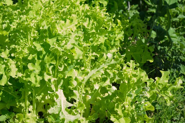 Green lettuce leaves on the garden Gardening concept. Background with green salad in the open field, close-up.