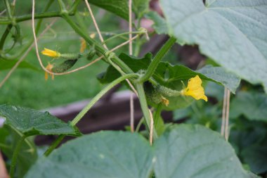 Sarı çiçekli genç bir salatalık. Yaprakların arkaplanındaki makroyu kapat