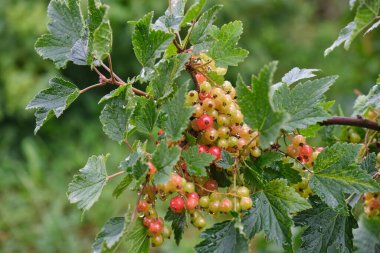 Kızılcık üzümü yaz bahçesinde yetişiyor. Kapatın. Taze yeşil yapraklı böğürtlen sürüsü.