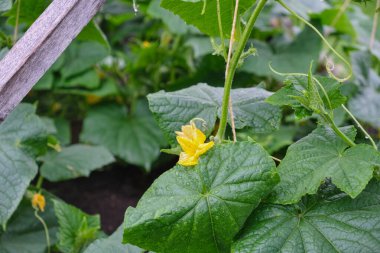 Sarı çiçekli genç bir salatalık. Yaprakların arkaplanındaki makroyu kapat
