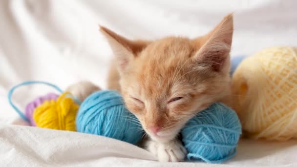 Tatlı zencefilli kedi ve arka plandaki çarşafların üzerindeki farklı renkli iplik topları, yavru kedi oyun oynadıktan sonra dinleniyor. — Stok video