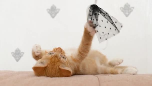 Niedliches rotes Kätzchen liegt auf dem Sofa und spielt. kleines freudiges Haustier. Niedliche Katze mit handgemachtem Spielzeug — Stockvideo