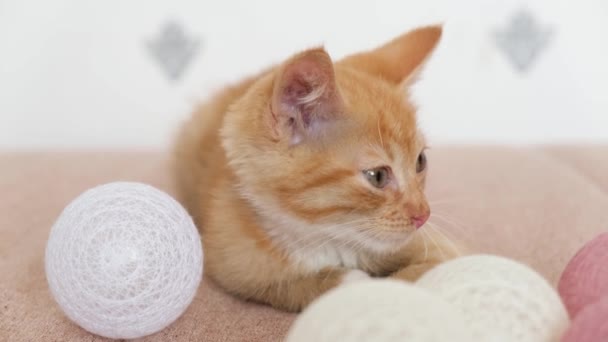 Sevimli kırmızı kedi yavrusu kanepede uzanıyor ve oynuyor. Küçük neşeli evcil hayvan. El yapımı oyuncağı olan sevimli bir kedi. — Stok video