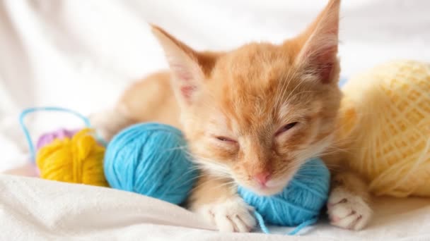 Gato de gengibre bonito e bolas coloridas diferentes de fio na roupa de cama de fundo, o gatinho está descansando depois de jogar — Vídeo de Stock