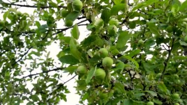 Bahçedeki elma ağacı, rüzgarda sallanan dallar, yağmurdan sonra ıslak yapraklar, ağaçtaki yeşil olgunlaşmamış elmalar