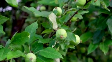 Bahçedeki elma ağacı, rüzgarda sallanan dallar, yağmurdan sonra ıslak yapraklar, ağaçtaki yeşil olgunlaşmamış elmalar