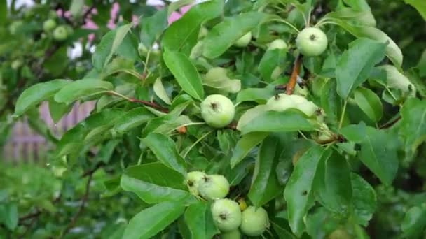 Äppelträd i trädgården, grenar svajar i vinden, löven är blöta efter regn, gröna omogna äpplen på trädet — Stockvideo