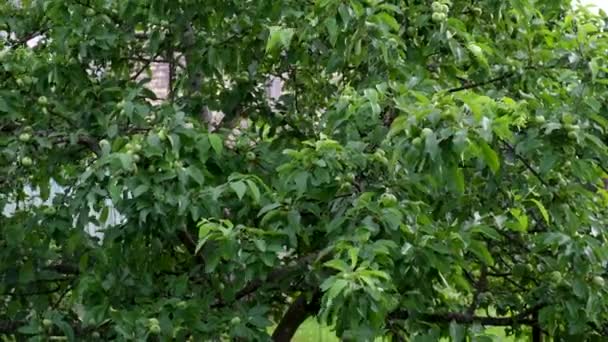 Manzano en el jardín, las ramas se balancean en el viento, las hojas están húmedas después de la lluvia, manzanas verdes inmaduras en el árbol — Vídeos de Stock