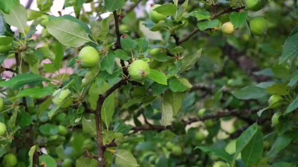 Bahçedeki elma ağacı, rüzgarda sallanan dallar, yağmurdan sonra ıslak yapraklar, ağaçtaki yeşil olgunlaşmamış elmalar — Stok video