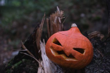 Karanlık bir ormandaki ağaç kütüğünün üzerinde bozulmuş bir fener. Cadılar Bayramı telif hakkı Cadılar Bayramı Sonbahar ormanında gülümseyen korkunç balkabağı