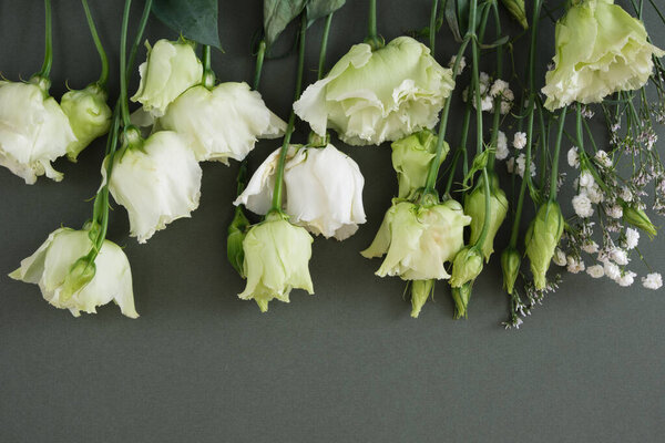 Lemon white and green roses on a dark green background, postcard, copy space, top view, mock up flat lay