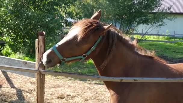 Όμορφο Νεαρό Καθαρόαιμο Καφέ Άλογο Δαγκώνει Και Γλείφει Περίβολο Φράχτη — Αρχείο Βίντεο