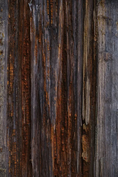 Textuur Van Snede Van Een Oude Natte Boom Het Bos — Stockfoto