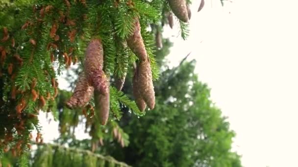 비가온 하늘을 향하여 원추체가 가문비나무 가지들 전나무 원추체 떨어진다 — 비디오