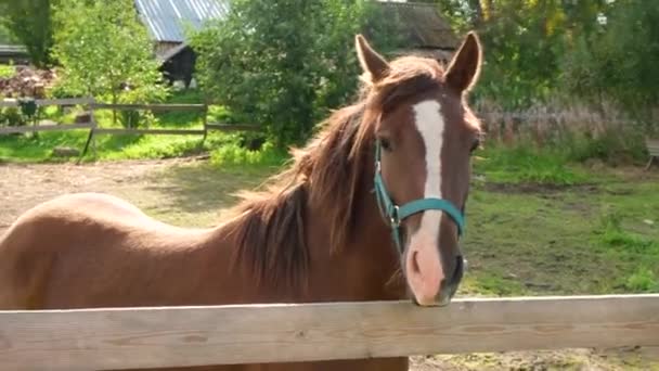 Beau cheval brun à la clôture de l'enceinte, enclos à chevaux dans la nature — Video