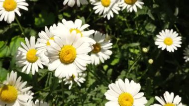 Papatya çiçeği tarlası güneş ışıklarıyla kaplıdır. Daisy çiçekleri. Güneşli bir gün. Yaz çiçekleri. Camomille arkaplanı.