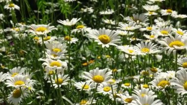 Papatya çiçeği tarlası güneş ışıklarıyla kaplıdır. Daisy çiçekleri. Güneşli bir gün. Yaz çiçekleri. Camomille arkaplanı.