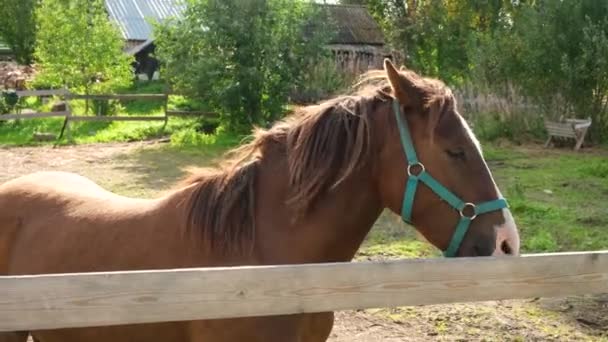 A beautiful young thoroughbred brown horse bites and licks a board of an enclosure fence, a corral for a horse in nature — Stock Video