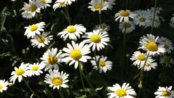 Kamille bloemen veld close-up met de zon fakkels. Daisy bloemen. Zonnige dag. Zomer bloemen. Camomille achtergrond. — Stockvideo