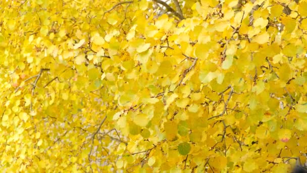 Autumn Birch Yellow Leaves Autumn Background Beautiful Nature Background — Stock Video