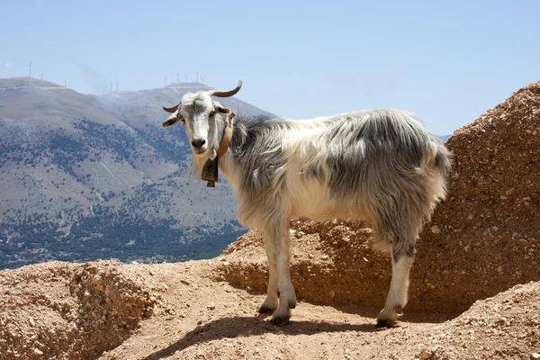 Mountain goats on the rocks — Stock Photo, Image