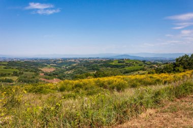 Sarı çiçek Valdelsa tepelerinde (veya Val d 'Elsa), Certaldo yakınlarında, Toskana' da