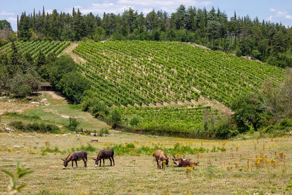 Scena Wiejska Czterema Osłami Pasącymi Się Wzgórzach Obsadzonych Winnicami Castellina — Zdjęcie stockowe
