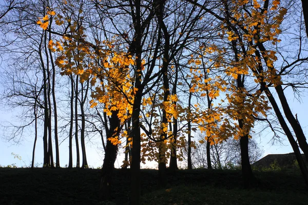 Light on yellow leaves — Stock Photo, Image