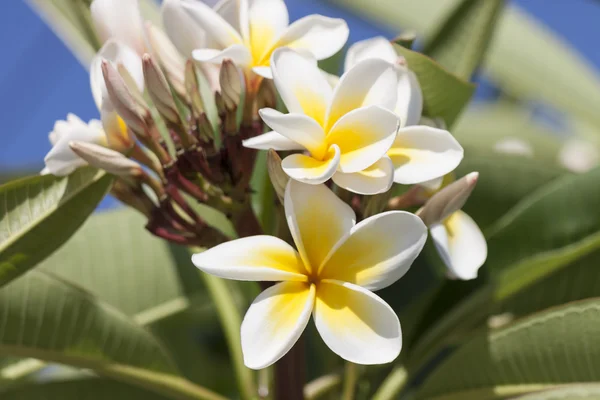 Flowers of Crete, Frangipani (plumeria flowers) — Stockfoto