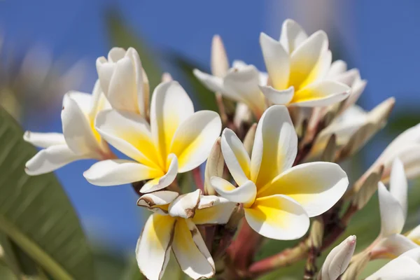 Flowers of Crete, Frangipani (plumeria flowers) — 图库照片