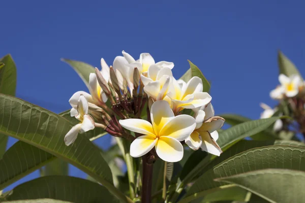Цветы Крита, Франжипани (цветы плюмерии) ) — стоковое фото