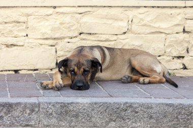 Üzgün kocaman gözleriyle kameraya bakarak bir köpek