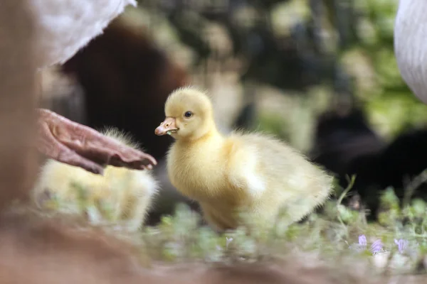 Pequeño bebé de ganso —  Fotos de Stock
