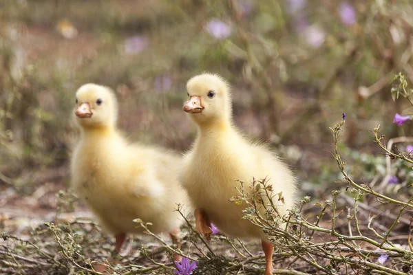 Pequeño bebé de ganso —  Fotos de Stock