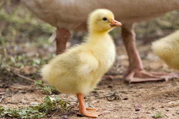 Pequeño bebé de ganso —  Fotos de Stock