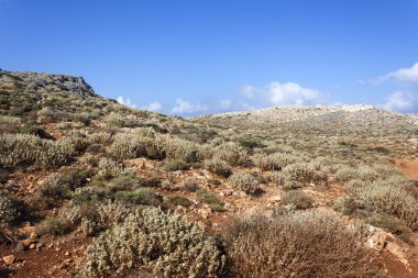 Mediterranean scrub on a mountain of Crete