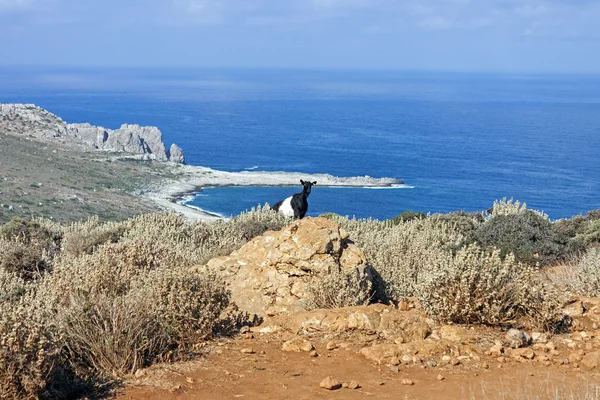 Eine Ziege zwischen dem mediterranen Gestrüpp — Stockfoto