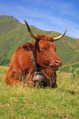 French cow with bell. Cantal, Auvergne, France clipart