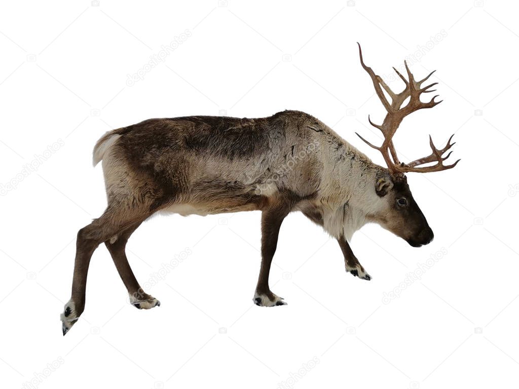 Reindeer isolated on white background. Element for design, collage and other works.