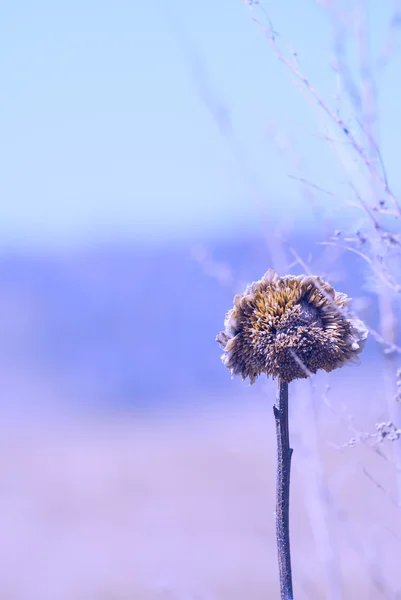Dry sunflower plant in a field