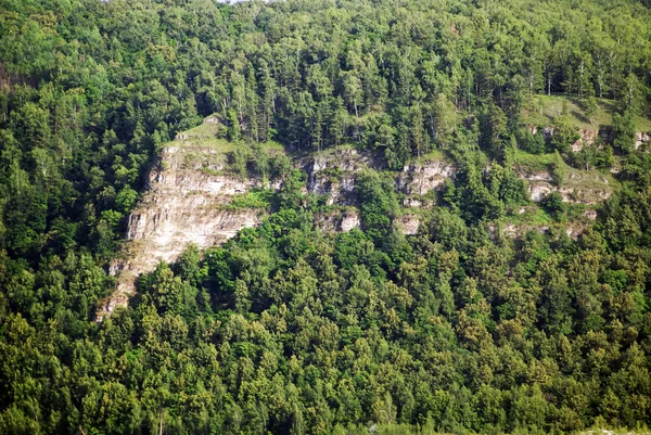 Bosque verde en verano en la ladera — Foto de Stock