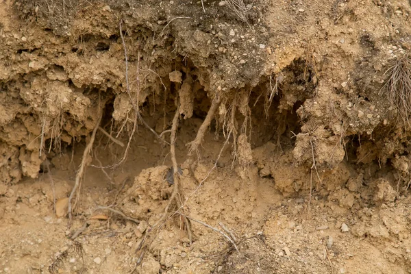 Les racines de l'arbre dans le sol pierreux . — Photo