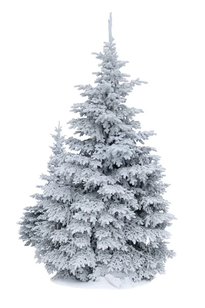 Picea cubierta de nieve aislada sobre fondo blanco — Foto de Stock