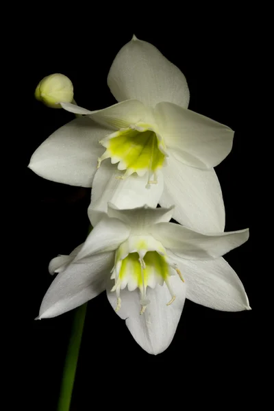 黒い背景の白い花 — ストック写真